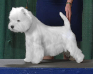 GCH Glenelea's Wee Winsome Piper