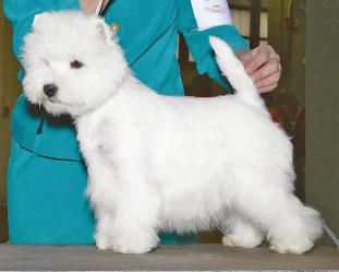 CH. Wee Winsome Strikes A Pose