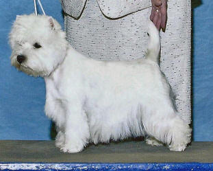 CH. Orion's Moonstruck